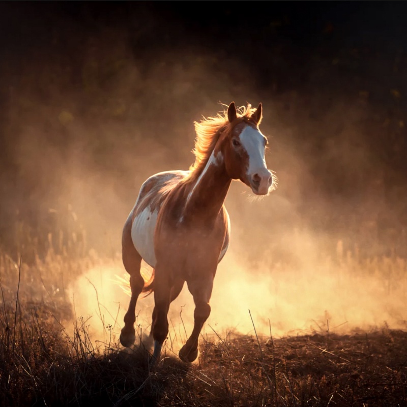 COPD of dampigheid bij paarden