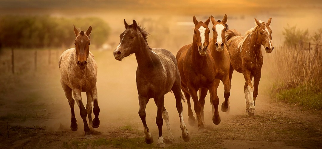 Supplementen voor paarden
