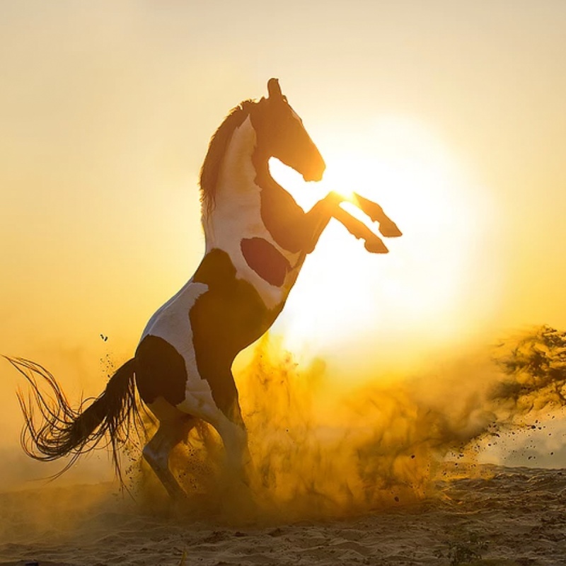 Agressie bij paarden