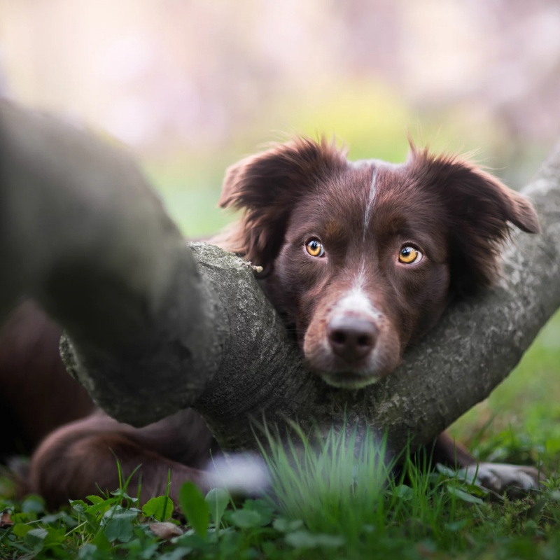 Angst bij honden