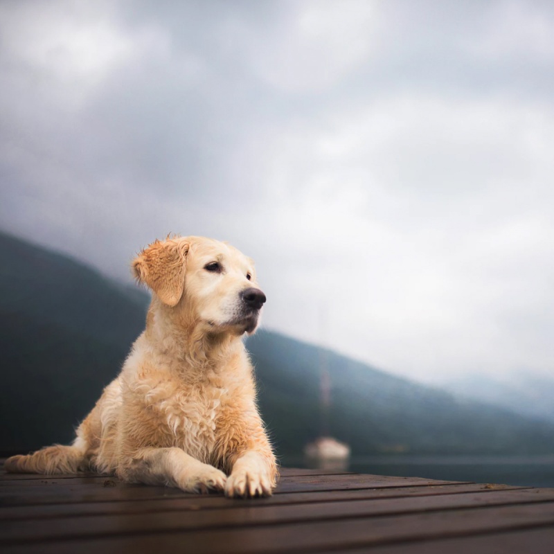 Artrose bij honden