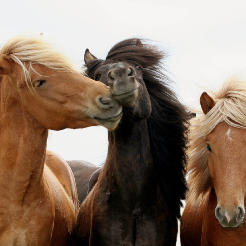 Artrose bij paarden