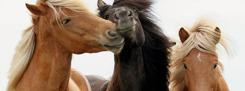 Artrose bij paarden