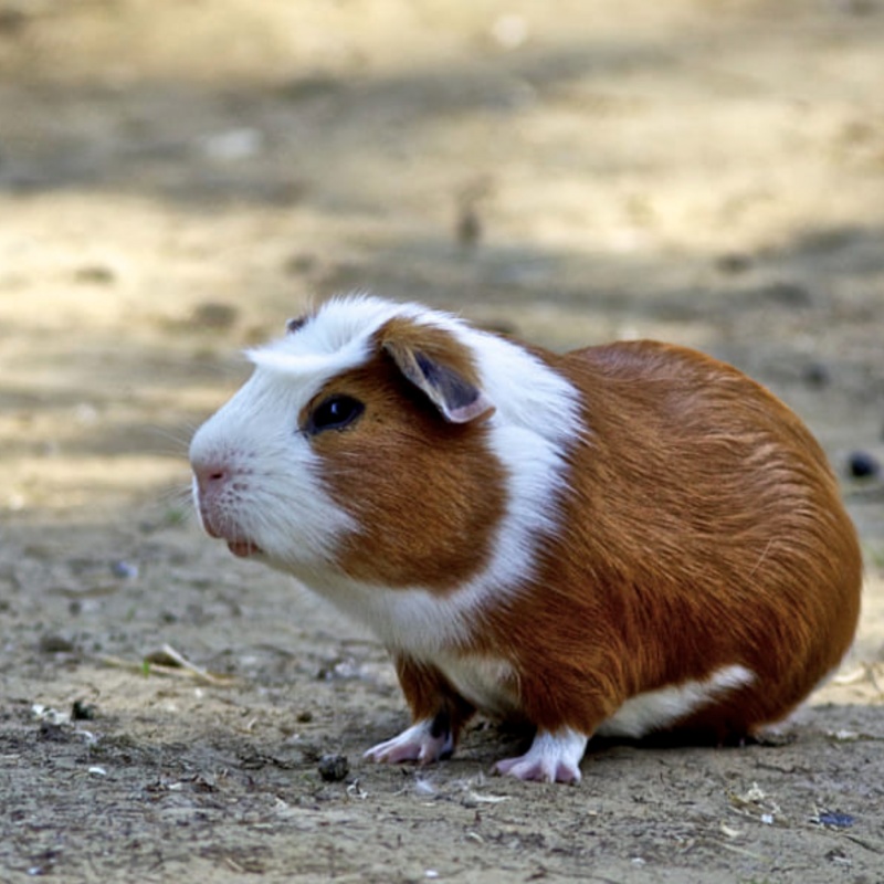 Blaasgruis bij cavia's