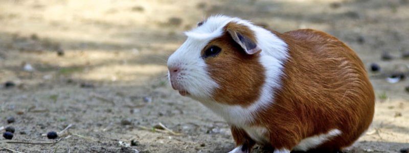 Blaasgruis bij cavia's