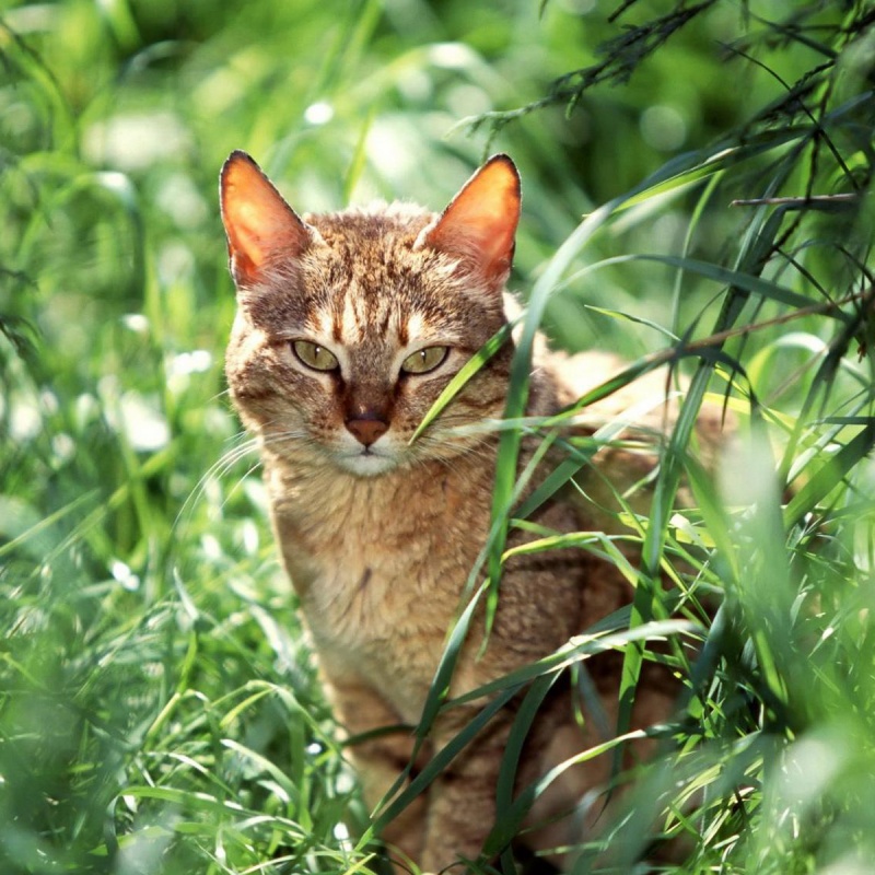 Blaasontsteking bij katten