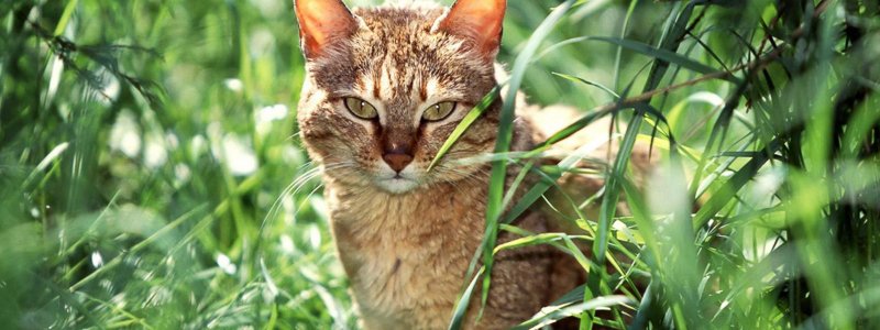 Blaasontsteking bij katten