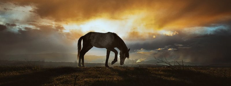 Blaasontsteking bij paarden