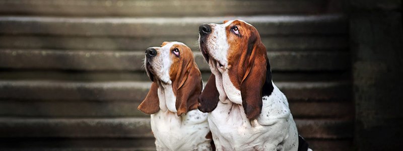 Constipatie (verstopping) bij honden