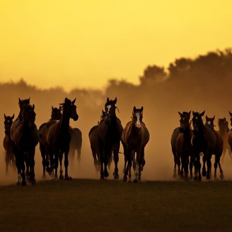 Diarree bij paarden