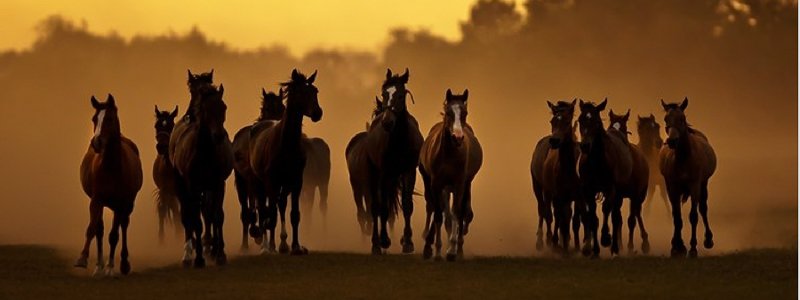 Diarree bij paarden