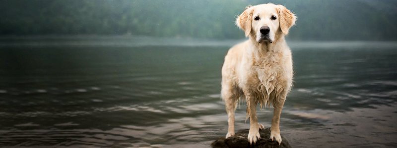 Elleboogdysplasie bij honden