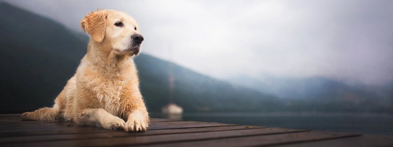 Haaruitval bij honden