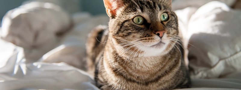Haaruitval bij katten