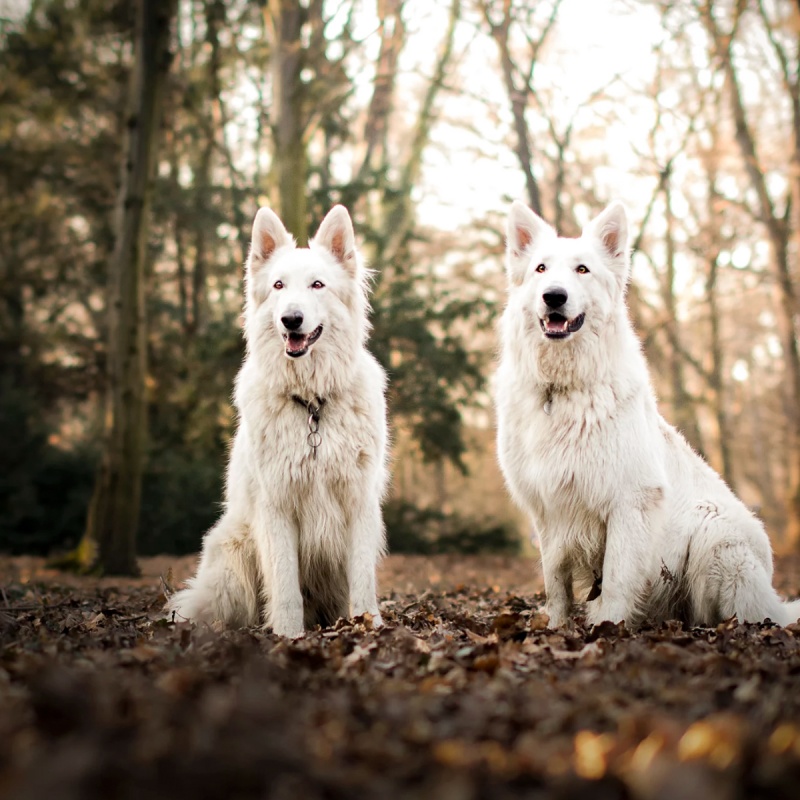 Heupdysplasie bij honden