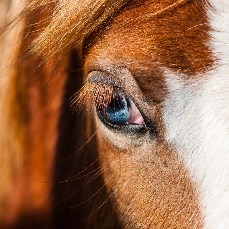 Hoesten bij paarden