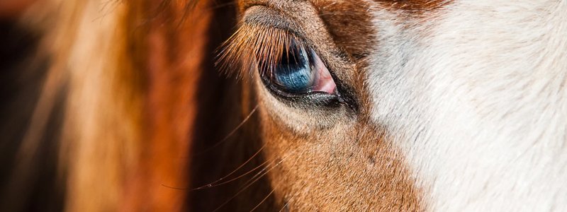 Hoesten bij paarden