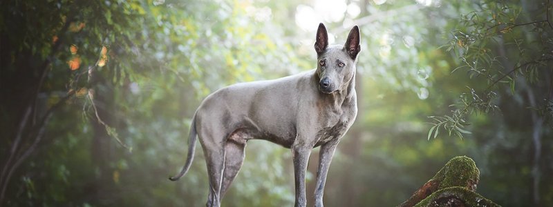 Maag-Darmontsteking bij honden