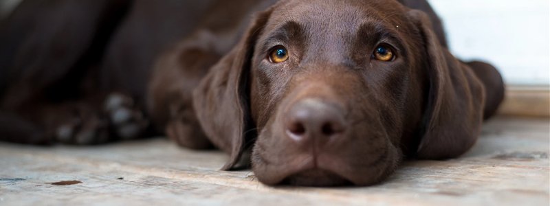 Nierstenen bij honden