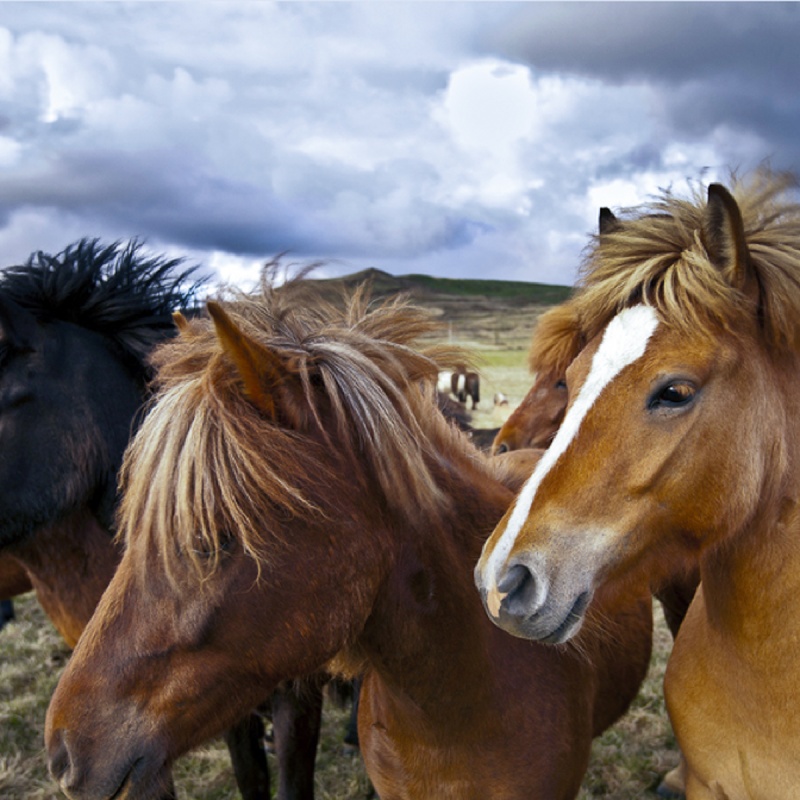 Peesblessure bij paarden