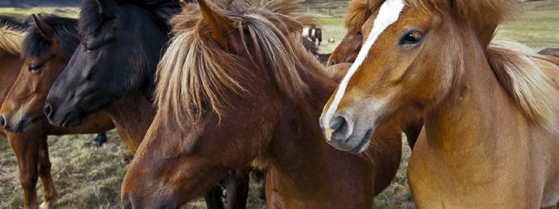 Peesblessure bij paarden