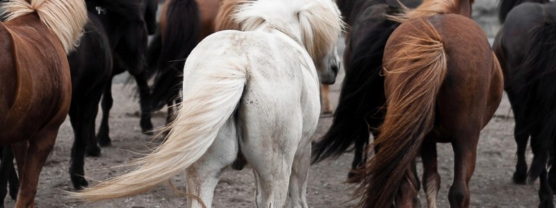 Rotstraal bij paarden