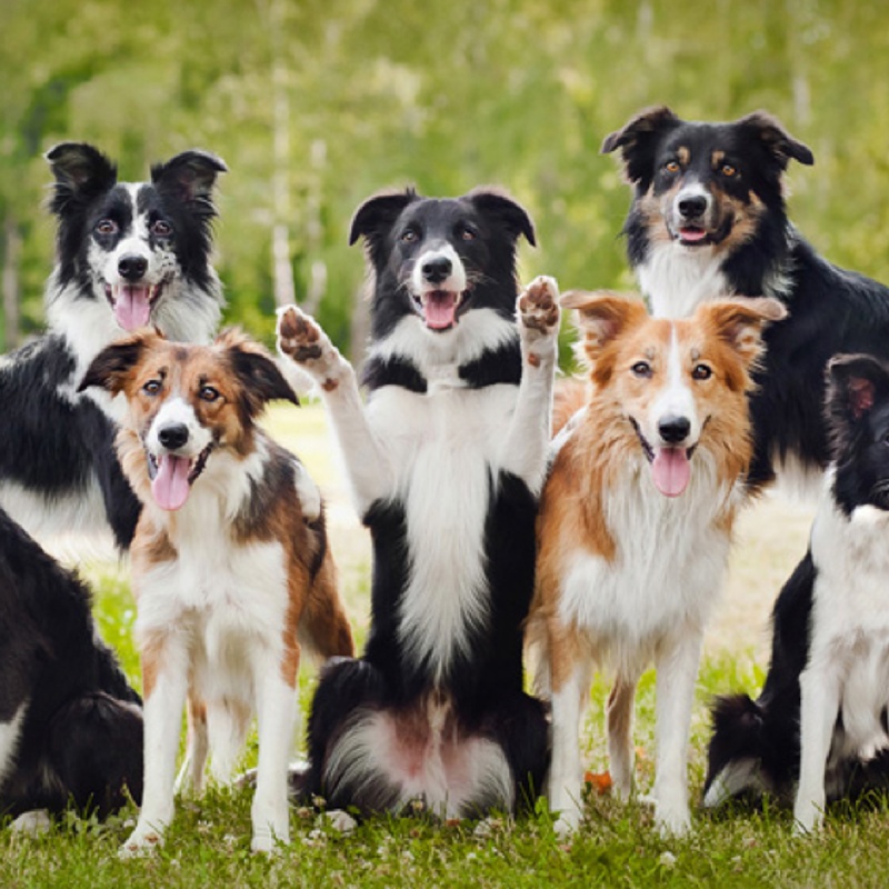 Spondylose bij honden