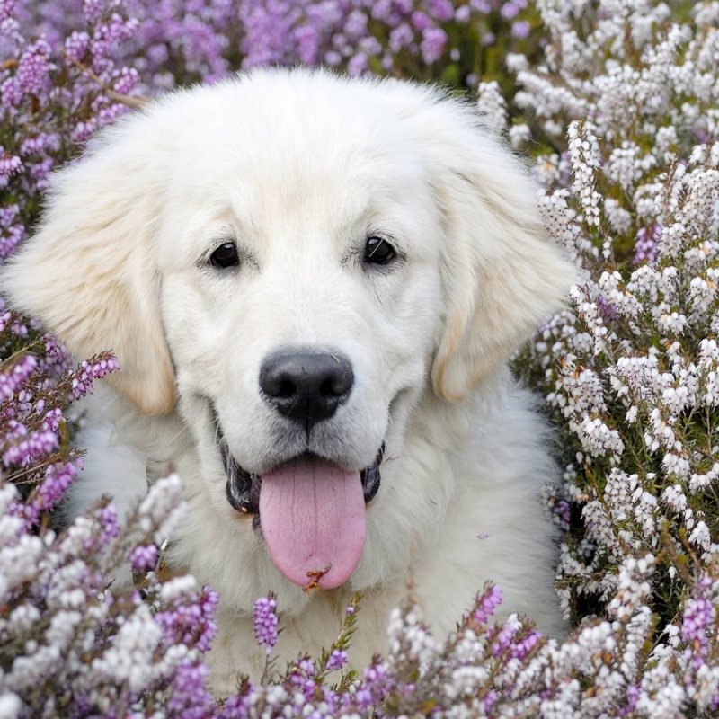 Atopie bij honden