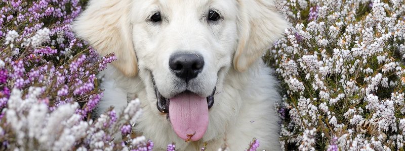 Atopie bij honden