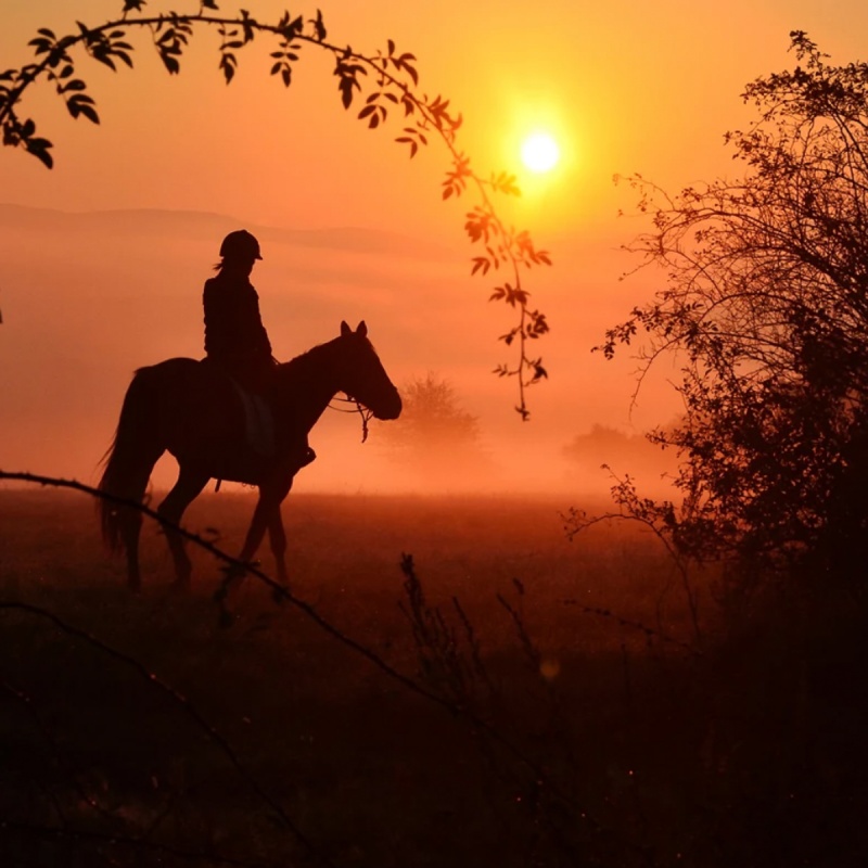 Jeuk bij paarden