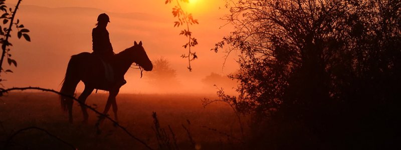 Jeuk bij paarden