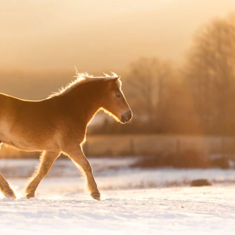 Eczeem bij paarden