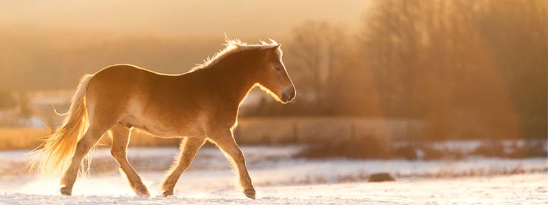 Eczeem bij paarden