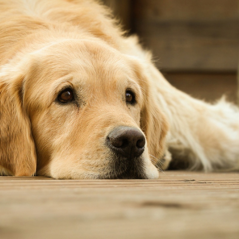 Vuurwerkangst bij honden