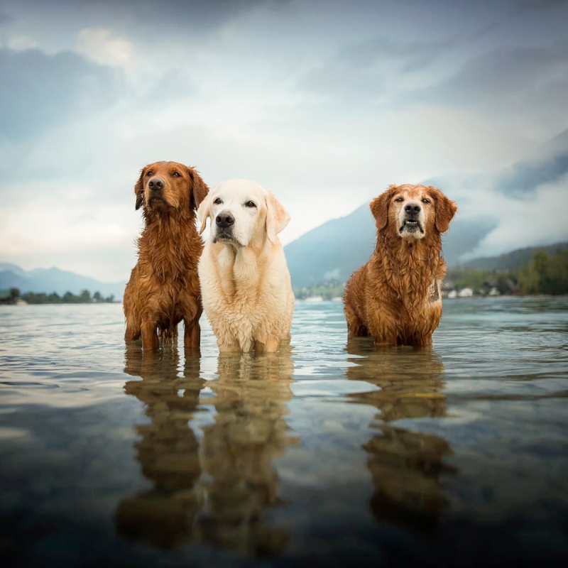 Prostaat problemen bij honden