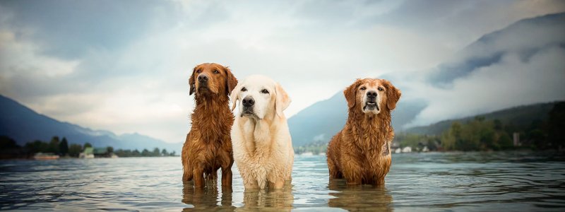 Prostaat problemen bij honden