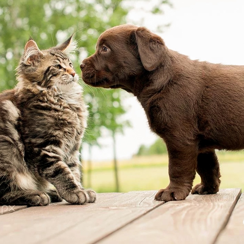 L-Lysine voor honden en katten