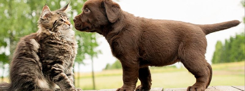 L-Lysine voor honden en katten