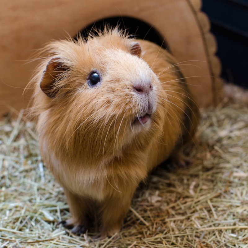 Diarree bij cavia's