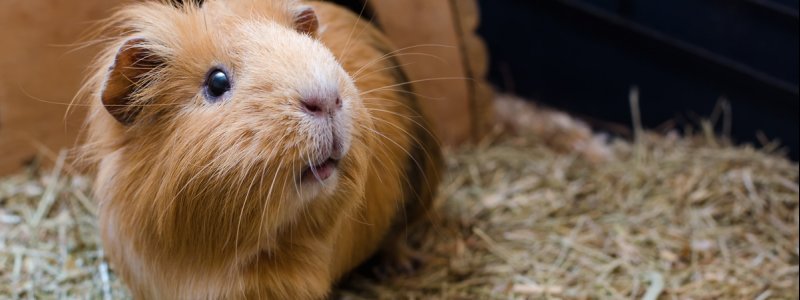 Diarree bij cavia's