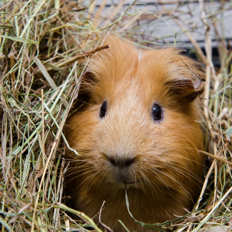 Blaasontsteking bij cavia's