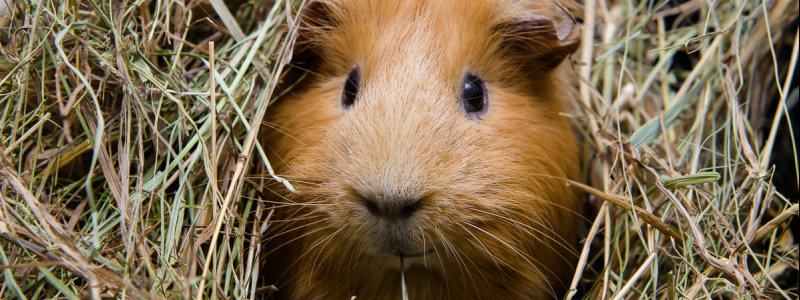 Blaasontsteking bij cavia's