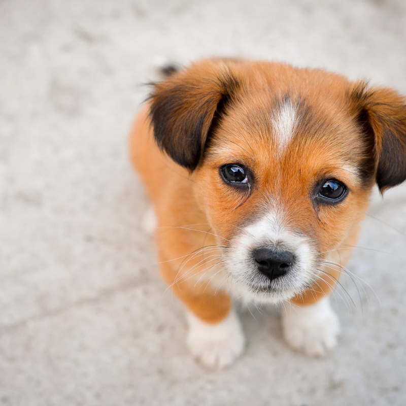 Verlatingsangst bij honden