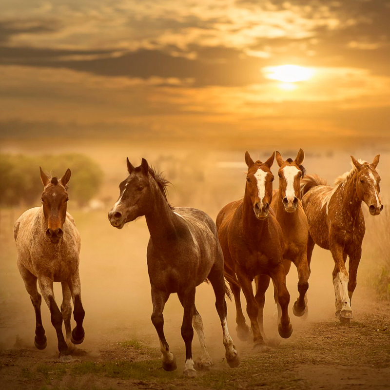 L-Lysine voor paarden