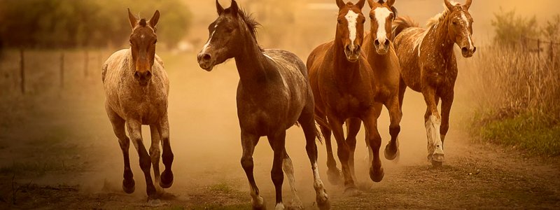 L-Lysine voor paarden