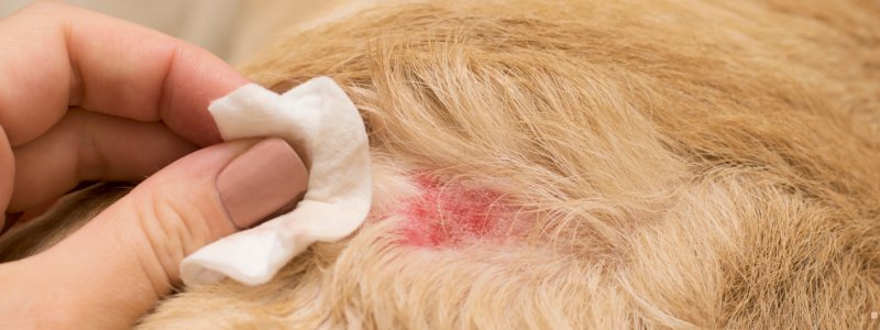Wondpoeder voor huisdieren en paarden