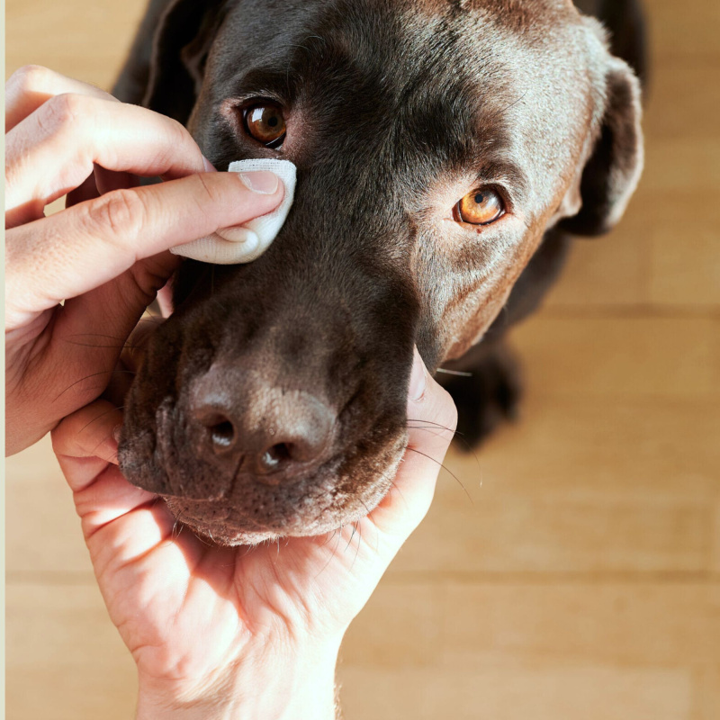 Ogen hond schoonmaken