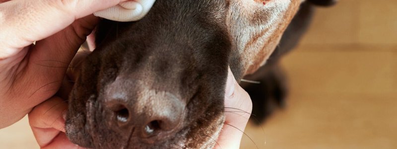 Ogen hond schoonmaken