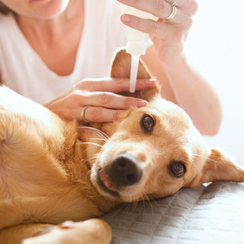 Oren hond schoonmaken