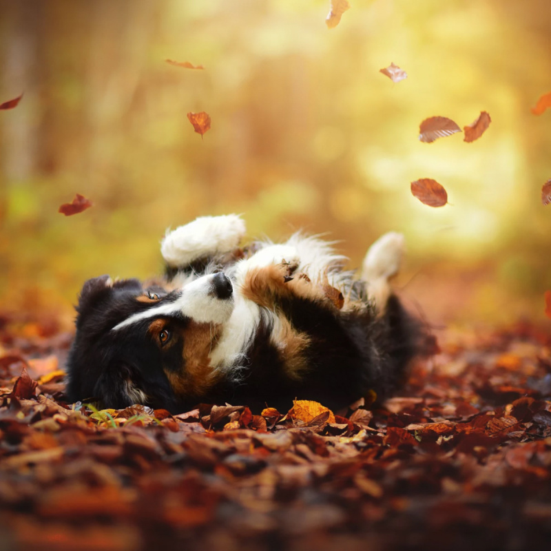 Kan je een loopse hond gewoon uitlaten?